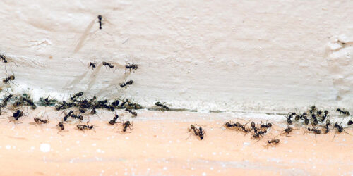 muurahaisten joukko, muurahaiset